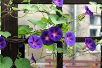 bindweed