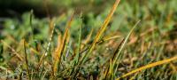 rust lawn disease