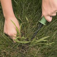 fertilizer