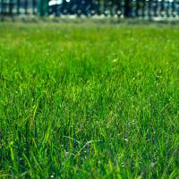 Green Healthy Grass