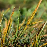 rust lawn disease