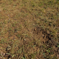 thin grass yard