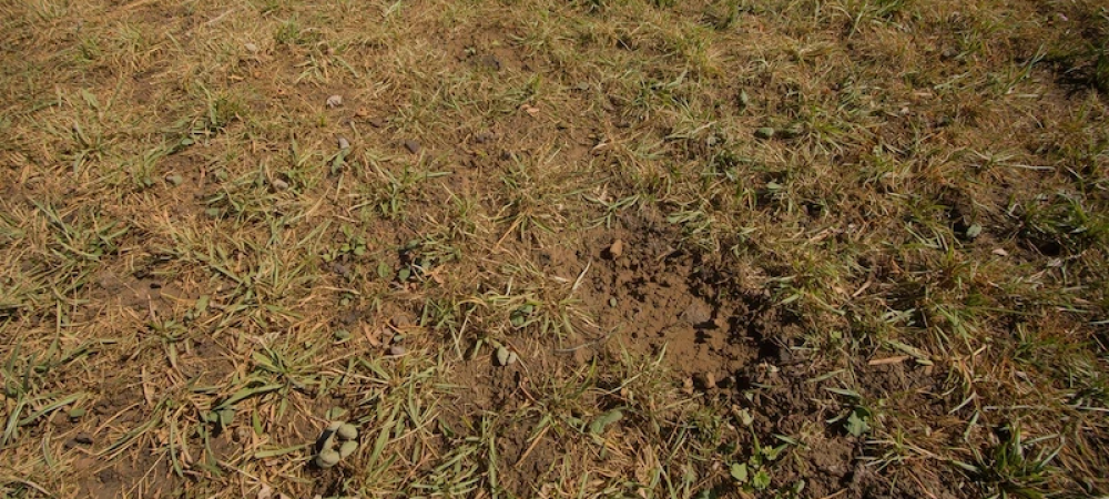 thin grass yard