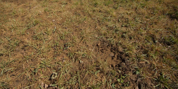 thin grass yard